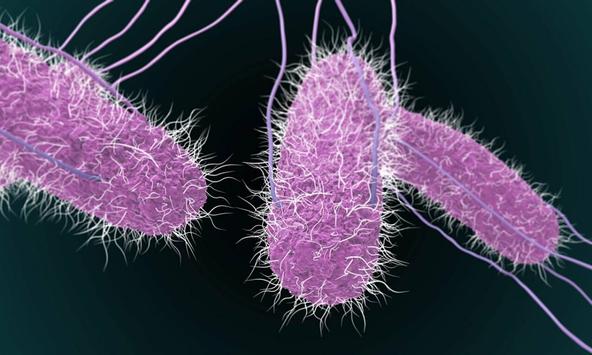 Vụ ngộ độc thực phẩm ở Đồng Nai: Có liên quan đến vi khuẩn Salmonella