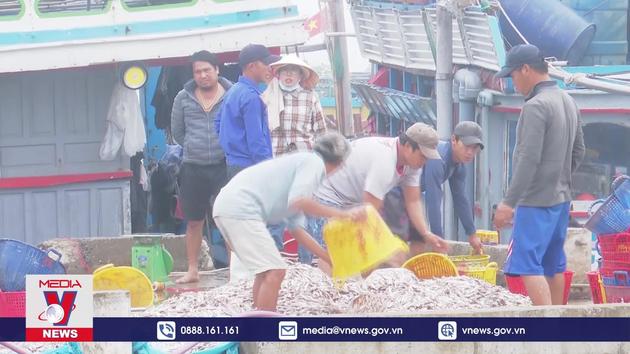 Ngư dân Quảng Bình trúng đậm mùa cá cơm