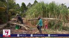 Hướng đi mới cho người trồng mía tại tỉnh Hậu Giang