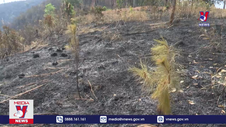 Đốt rẫy làm thiệt hại gần 9 ha rừng trồng sản xuất của người dân 