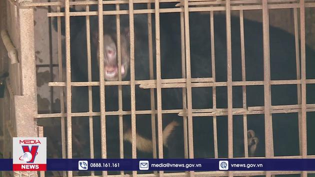 Cá thể gấu bị nuôi nhốt được tự nguyện bàn giao tại Hà Nội