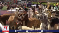 Lễ hội lạc đà quốc tế tại Bolivia