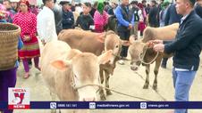 Độc đáo phiên chợ bò ở Mèo Vạc, Hà Giang