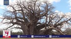 Giải mã sự tiến hóa của cây baobab