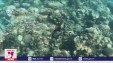 Rạn san hô tại Maldives kêu cứu