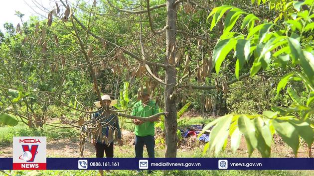 Nhiều vườn sầu riêng tại Bình Phước bị nấm bệnh tấn công