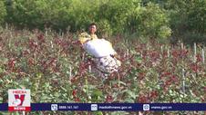 Siết chặt quản lý vùng trồng hoa hồng ở Tam Đường, Lai Châu
